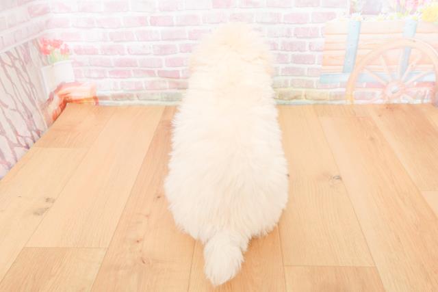 福島県のトイプードル(トイ) (Coo&RIKU郡山店/2025年10月31日生まれ/男の子/ホワイト)の子犬の4枚目の画像