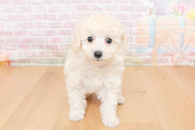 山形県のトイプードル(トイ) (Coo&RIKU山形店/2025年10月31日生まれ/女の子/ホワイト)の子犬の1枚目の画像