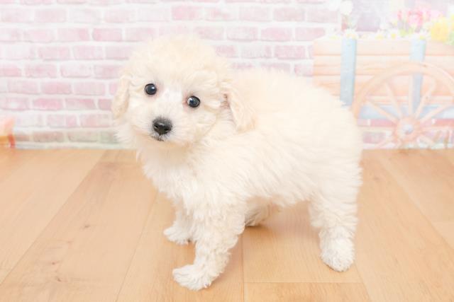 山形県のトイプードル(トイ) (Coo&RIKU山形店/2025年10月31日生まれ/女の子/ホワイト)の子犬の2枚目の画像