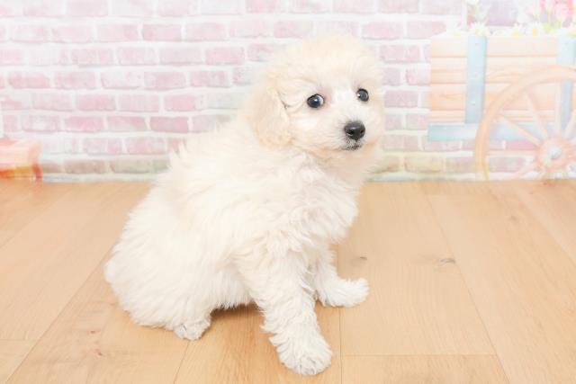 山形県のトイプードル(トイ) (Coo&RIKU山形店/2025年10月31日生まれ/女の子/ホワイト)の子犬の3枚目の画像