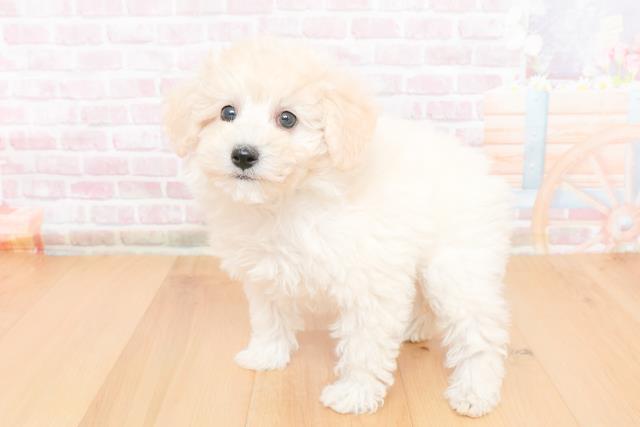 岩手県のトイプードル(トイ) (Coo&RIKU岩手盛岡店/2025年10月31日生まれ/女の子/ホワイト)の子犬の2枚目の画像