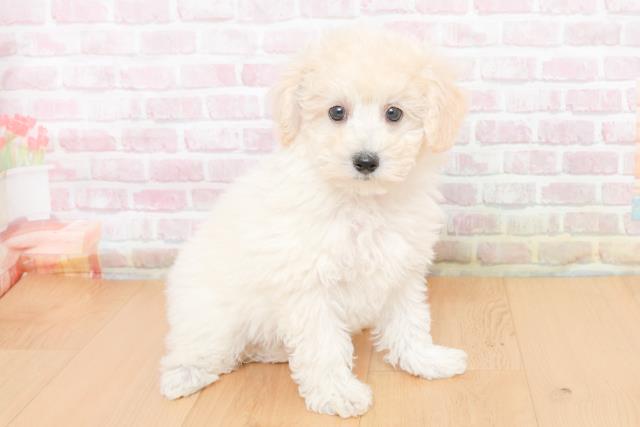 岩手県のトイプードル(トイ) (Coo&RIKU岩手盛岡店/2025年10月31日生まれ/女の子/ホワイト)の子犬の3枚目の画像