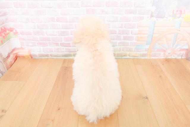 岩手県のトイプードル(トイ) (Coo&RIKU岩手盛岡店/2025年10月31日生まれ/女の子/ホワイト)の子犬の4枚目の画像