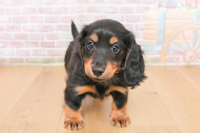 福島県のミニチュアダックスフンド(ロング) (Coo&RIKU郡山店/2025年10月31日生まれ/男の子/ブラックイエロー)の子犬の1枚目の画像