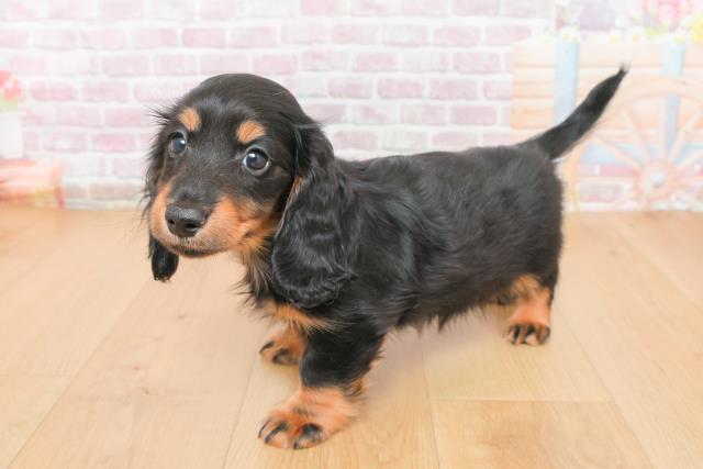 福島県のミニチュアダックスフンド(ロング) (Coo&RIKU郡山店/2025年10月31日生まれ/男の子/ブラックイエロー)の子犬の2枚目の画像