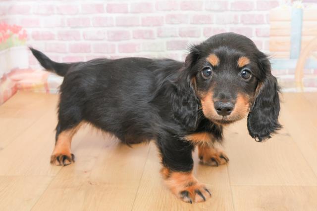 福島県のミニチュアダックスフンド(ロング) (Coo&RIKU郡山店/2025年10月31日生まれ/男の子/ブラックイエロー)の子犬の3枚目の画像