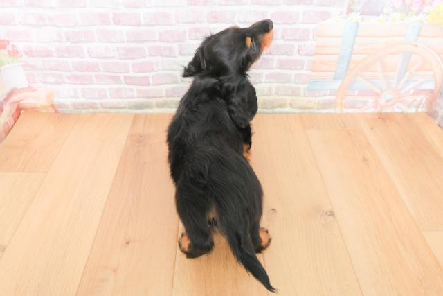 福島県のミニチュアダックスフンド(ロング) (Coo&RIKU郡山店/2025年10月31日生まれ/男の子/ブラックイエロー)の子犬の4枚目の画像