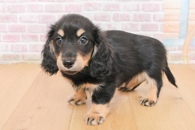 岩手県のミニチュアダックスフンド(ロング) (Coo&RIKU岩手盛岡店/2025年10月31日生まれ/男の子/ブラックイエロー)の子犬の2枚目の画像