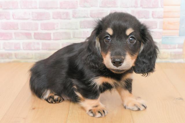 岩手県のミニチュアダックスフンド(ロング) (Coo&RIKU岩手盛岡店/2025年10月31日生まれ/男の子/ブラックイエロー)の子犬の3枚目の画像