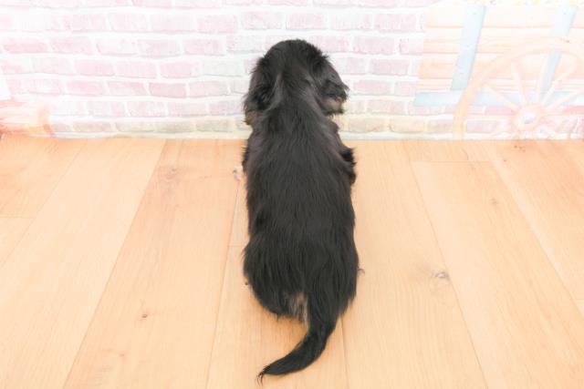 岩手県のミニチュアダックスフンド(ロング) (Coo&RIKU岩手盛岡店/2025年10月31日生まれ/男の子/ブラックイエロー)の子犬の4枚目の画像