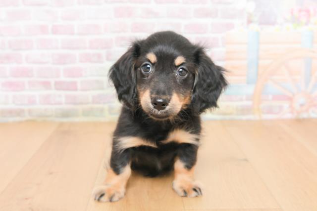 宮城県のミニチュアダックスフンド(ロング) (Coo&RIKU石巻店/2025年10月31日生まれ/男の子/ブラックイエロー)の子犬