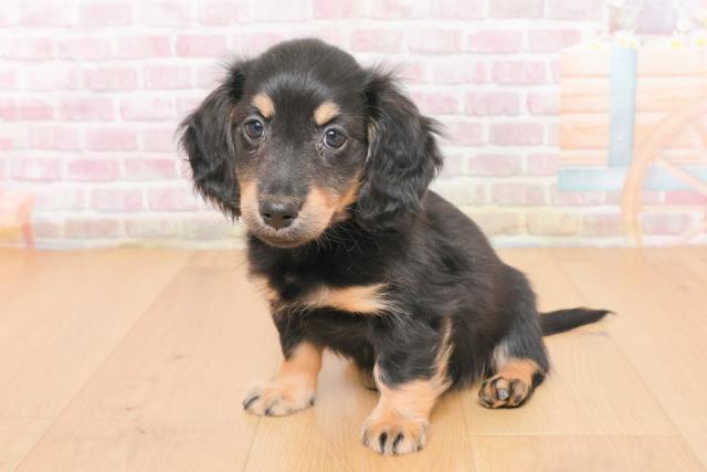 宮城県のミニチュアダックスフンド(ロング) (Coo&RIKU石巻店/2025年10月31日生まれ/男の子/ブラックイエロー)の子犬の2枚目の画像