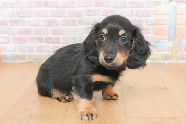 宮城県のミニチュアダックスフンド(ロング) (Coo&RIKU石巻店/2025年10月31日生まれ/男の子/ブラックイエロー)の子犬の3枚目の画像