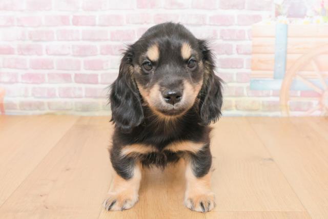 福島県のミニチュアダックスフンド(ロング) (Coo&RIKU福島店/2025年10月31日生まれ/女の子/ブラックイエロー)の子犬の1枚目の画像