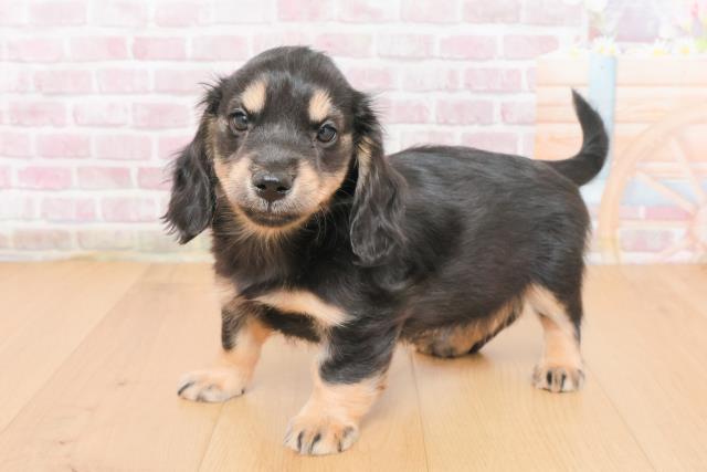 福島県のミニチュアダックスフンド(ロング) (Coo&RIKU福島店/2025年10月31日生まれ/女の子/ブラックイエロー)の子犬の2枚目の画像