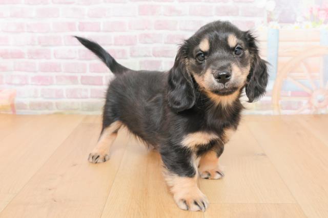 福島県のミニチュアダックスフンド(ロング) (Coo&RIKU福島店/2025年10月31日生まれ/女の子/ブラックイエロー)の子犬の3枚目の画像