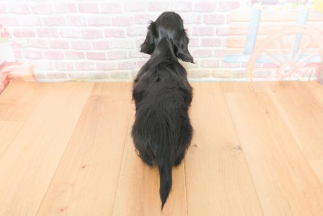 福島県のミニチュアダックスフンド(ロング) (Coo&RIKU福島店/2025年10月31日生まれ/女の子/ブラックイエロー)の子犬の4枚目の画像