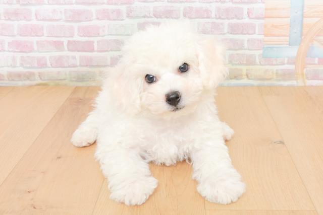 ビション・フリーゼ