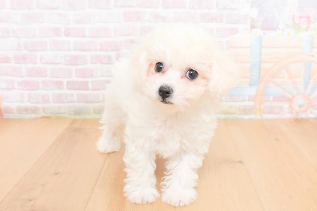 ビション・フリーゼ