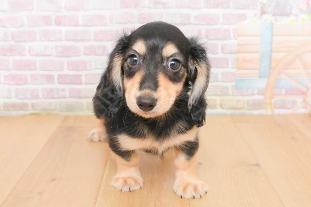 福島県のカニンヘンダックスフンド(ロング) (Coo&RIKU福島店/2025年10月31日生まれ/男の子/ブラックイエロー)の子犬の1枚目の画像