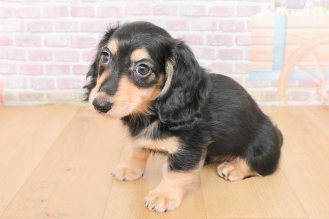 福島県のカニンヘンダックスフンド(ロング) (Coo&RIKU福島店/2025年10月31日生まれ/男の子/ブラックイエロー)の子犬の2枚目の画像