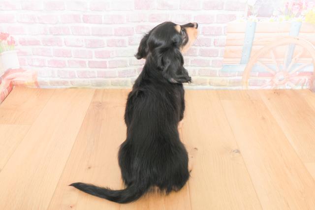 福島県のカニンヘンダックスフンド(ロング) (Coo&RIKU福島店/2025年10月31日生まれ/男の子/ブラックイエロー)の子犬の4枚目の画像