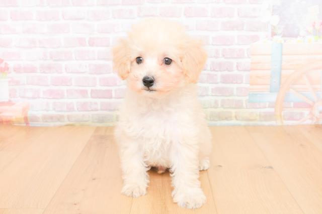 宮城県のトイプードル(トイ) (Coo&RIKUイオンタウン古川店/2025年11月1日生まれ/男の子/クリーム)の子犬の1枚目の画像