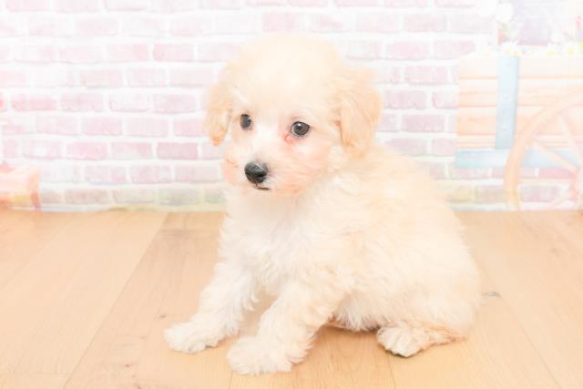 宮城県のトイプードル(トイ) (Coo&RIKUイオンタウン古川店/2025年11月1日生まれ/男の子/クリーム)の子犬の2枚目の画像