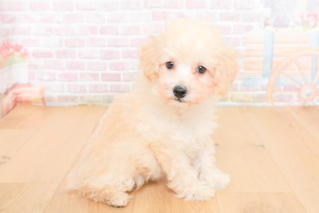 宮城県のトイプードル(トイ) (Coo&RIKUイオンタウン古川店/2025年11月1日生まれ/男の子/クリーム)の子犬の3枚目の画像