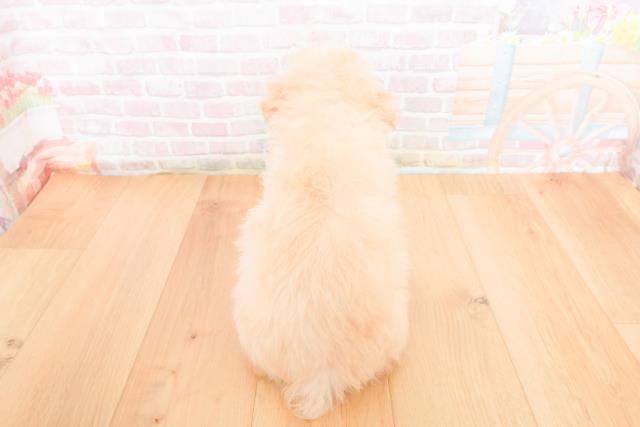 宮城県のトイプードル(トイ) (Coo&RIKUイオンタウン古川店/2025年11月1日生まれ/男の子/クリーム)の子犬の4枚目の画像