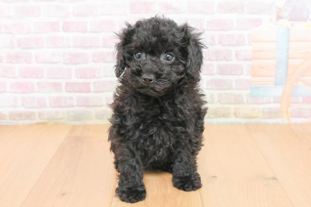 宮城県のトイプードル(トイ) (Coo&RIKU石巻店/2025年11月1日生まれ/男の子/ブラック)の子犬