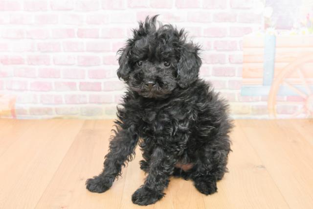 福島県のトイプードル(トイ) (Coo&RIKU福島店/2025年11月1日生まれ/女の子/ブラック)の子犬の2枚目の画像