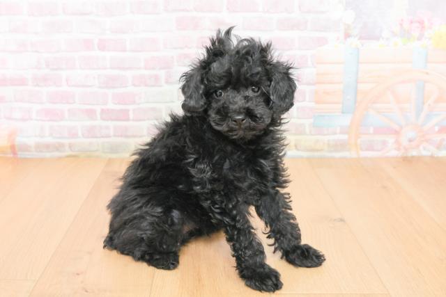 福島県のトイプードル(トイ) (Coo&RIKU福島店/2025年11月1日生まれ/女の子/ブラック)の子犬の3枚目の画像