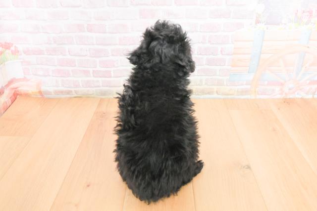 福島県のトイプードル(トイ) (Coo&RIKU福島店/2025年11月1日生まれ/女の子/ブラック)の子犬の4枚目の画像
