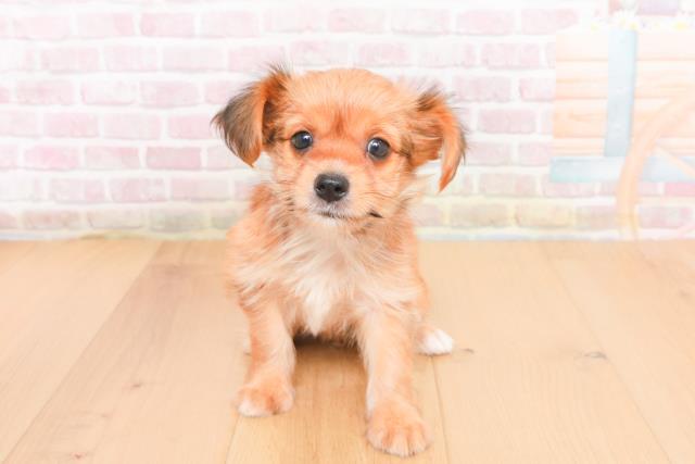 福島県のヨーチー/チワキー/チワヨーキー(ヨークシャーテリア×チワワ) (Coo&RIKU郡山店/2025年11月1日生まれ/男の子/レッド)の子犬の1枚目の画像