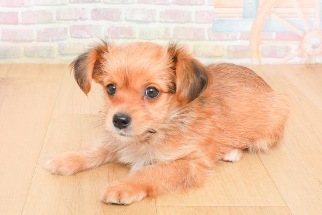福島県のヨーチー/チワキー/チワヨーキー(ヨークシャーテリア×チワワ) (Coo&RIKU郡山店/2025年11月1日生まれ/男の子/レッド)の子犬の2枚目の画像