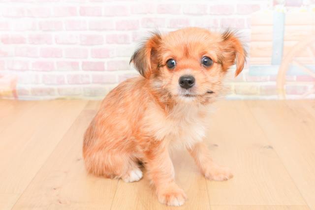 福島県のヨーチー/チワキー/チワヨーキー(ヨークシャーテリア×チワワ) (Coo&RIKU郡山店/2025年11月1日生まれ/男の子/レッド)の子犬の3枚目の画像