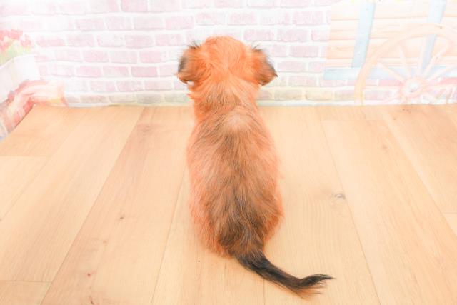 福島県のヨーチー/チワキー/チワヨーキー(ヨークシャーテリア×チワワ) (Coo&RIKU郡山店/2025年11月1日生まれ/男の子/レッド)の子犬の4枚目の画像