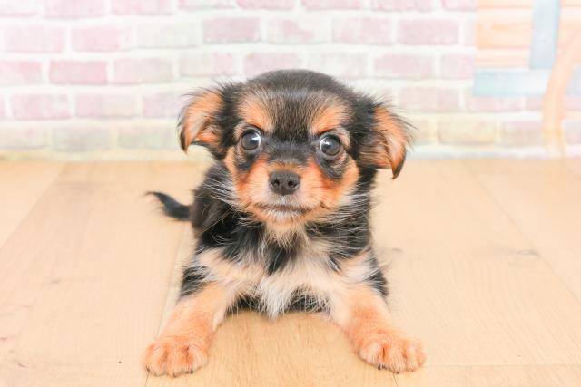 宮城県のヨーチー/チワキー/チワヨーキー(ヨークシャーテリア×チワワ) (Coo&RIKU石巻店/2025年11月1日生まれ/女の子/ブラックタン)の子犬