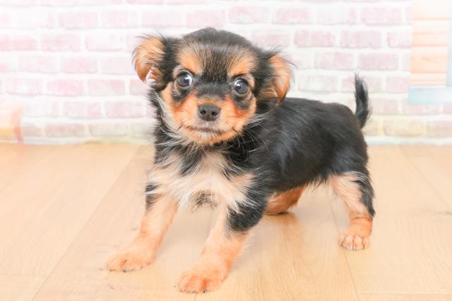 宮城県のヨーチー/チワキー/チワヨーキー(ヨークシャーテリア×チワワ) (Coo&RIKU石巻店/2025年11月1日生まれ/女の子/ブラックタン)の子犬の2枚目の画像