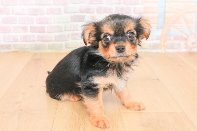 宮城県のヨーチー/チワキー/チワヨーキー(ヨークシャーテリア×チワワ) (Coo&RIKU石巻店/2025年11月1日生まれ/女の子/ブラックタン)の子犬の3枚目の画像