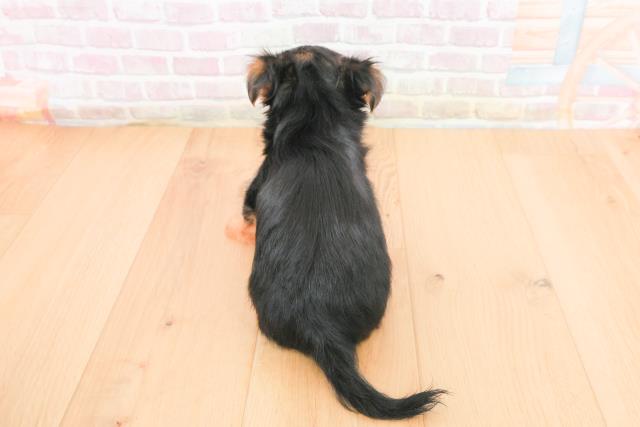 宮城県のヨーチー/チワキー/チワヨーキー(ヨークシャーテリア×チワワ) (Coo&RIKU石巻店/2025年11月1日生まれ/女の子/ブラックタン)の子犬の4枚目の画像