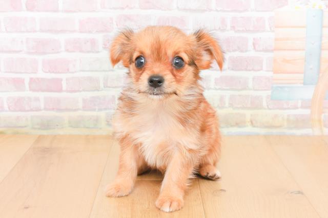 宮城県のヨーチー/チワキー/チワヨーキー(ヨークシャーテリア×チワワ) (Coo&RIKUイオンタウン古川店/2025年11月1日生まれ/女の子/レッド)の子犬の1枚目の画像