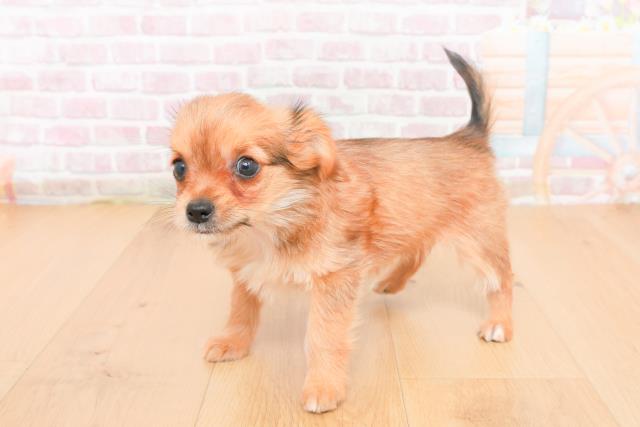 宮城県のヨーチー/チワキー/チワヨーキー(ヨークシャーテリア×チワワ) (Coo&RIKUイオンタウン古川店/2025年11月1日生まれ/女の子/レッド)の子犬の2枚目の画像