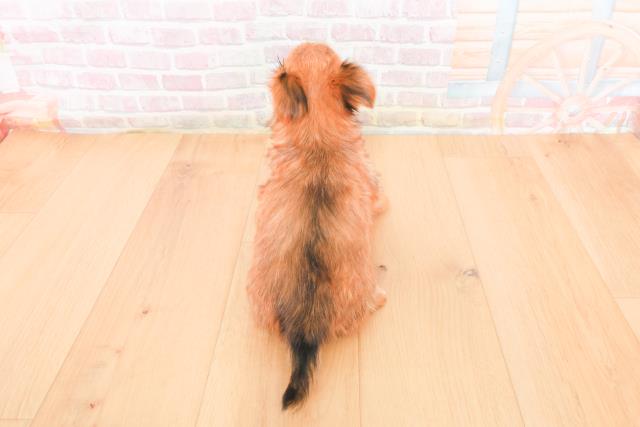 宮城県のヨーチー/チワキー/チワヨーキー(ヨークシャーテリア×チワワ) (Coo&RIKUイオンタウン古川店/2025年11月1日生まれ/女の子/レッド)の子犬の4枚目の画像