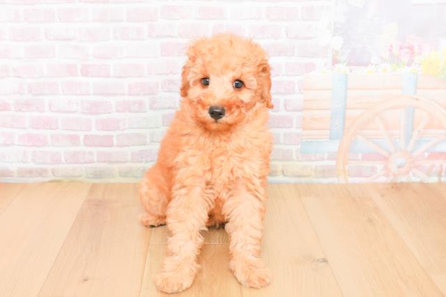 福島県のトイプードル(トイ) (Coo&RIKU郡山店/2025年11月1日生まれ/男の子/レッド)の子犬の1枚目の画像