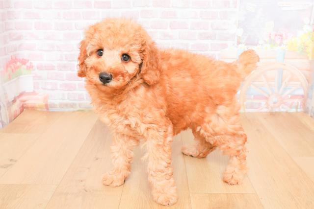 福島県のトイプードル(トイ) (Coo&RIKU郡山店/2025年11月1日生まれ/男の子/レッド)の子犬の2枚目の画像