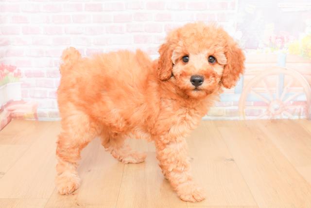 福島県のトイプードル(トイ) (Coo&RIKU郡山店/2025年11月1日生まれ/男の子/レッド)の子犬の3枚目の画像