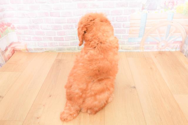 福島県のトイプードル(トイ) (Coo&RIKU郡山店/2025年11月1日生まれ/男の子/レッド)の子犬の4枚目の画像