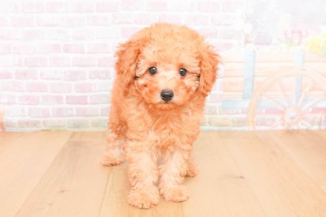 宮城県のトイプードル(トイ) (Coo&RIKU石巻店/2025年11月1日生まれ/男の子/レッド)の子犬